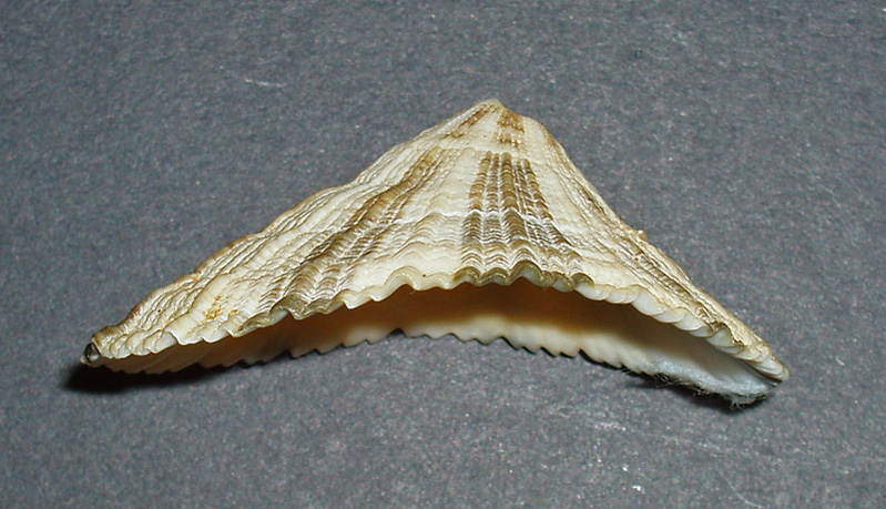 Diodora italica